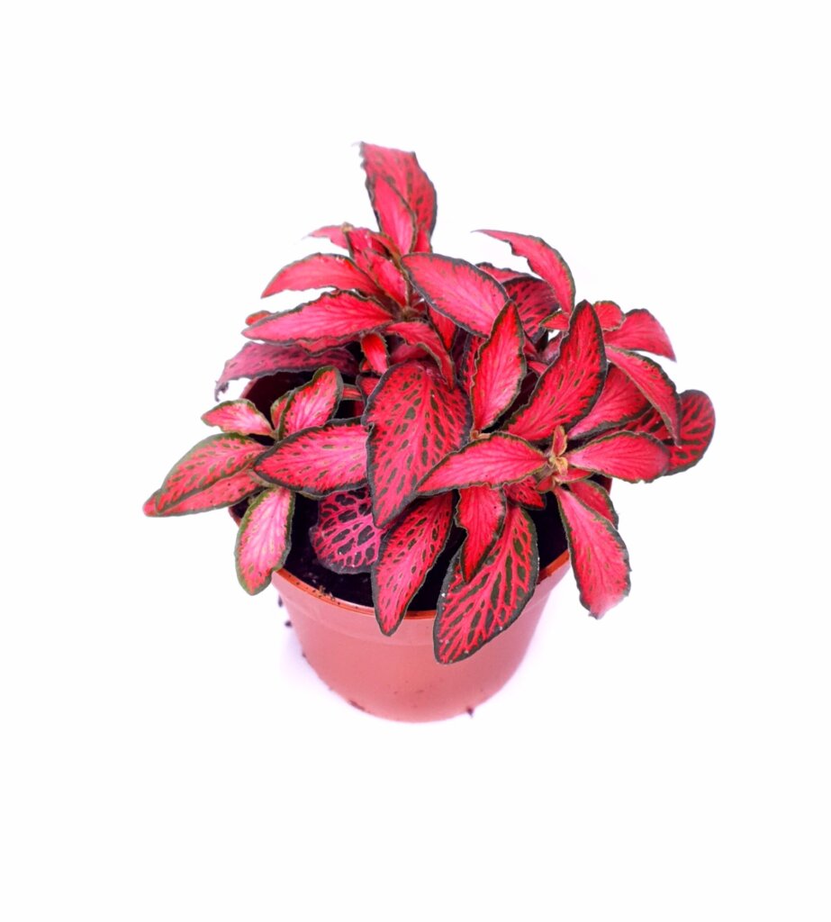 Fittonia verschaffeltii 'Forest flame'