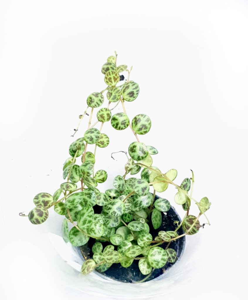 Peperomia prostrata