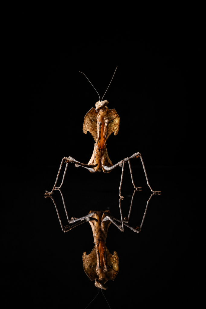 Deroplatys desiccata