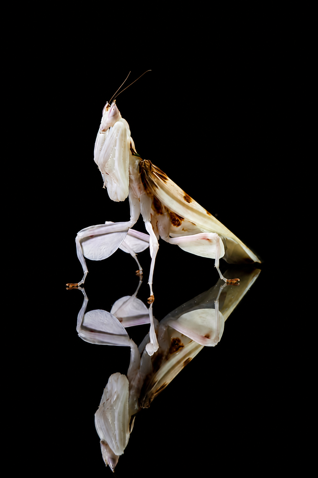 Modliszka storczykowa Hymenopus coronatus - obrazek 3