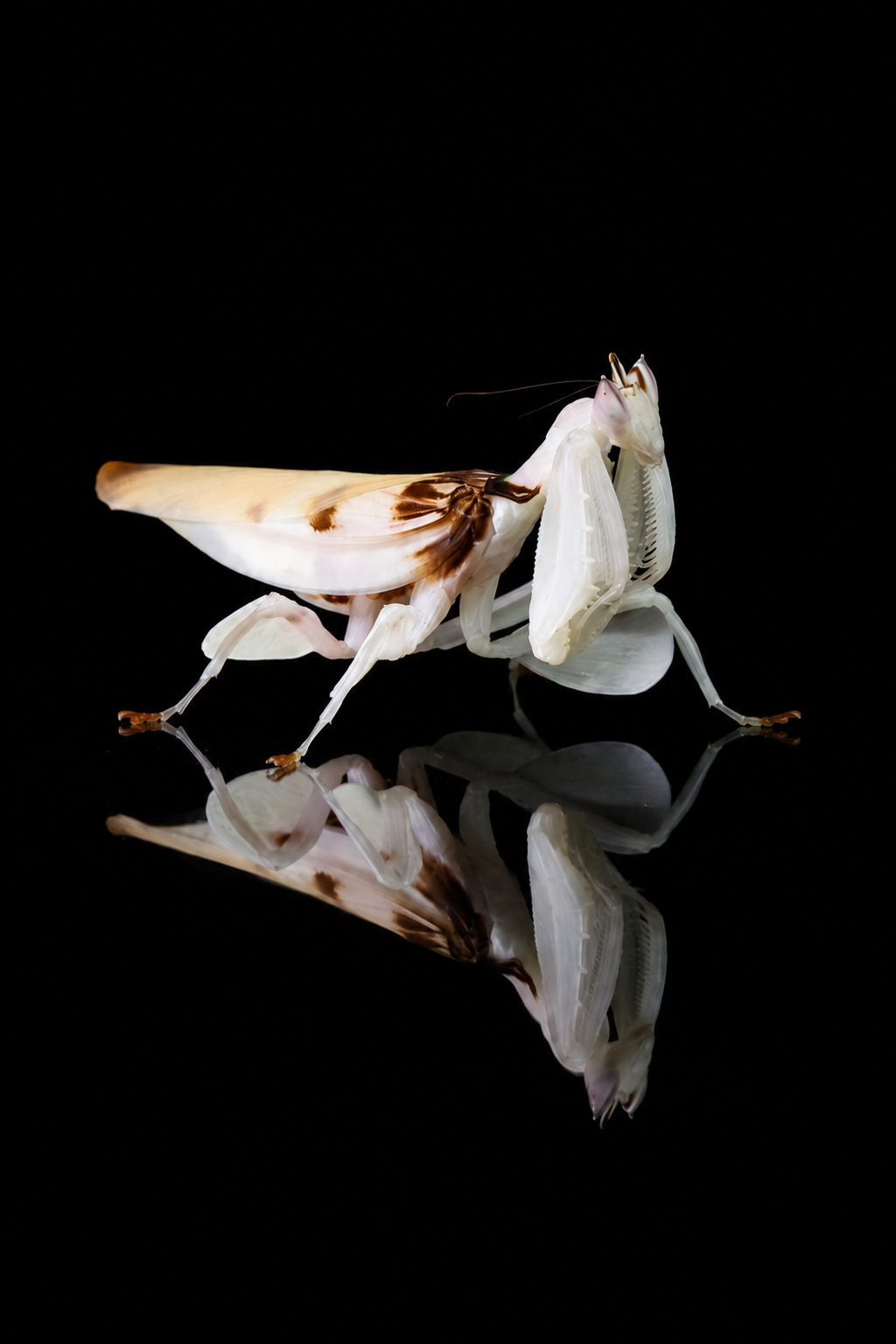 Modliszka storczykowa Hymenopus coronatus - obrazek 5