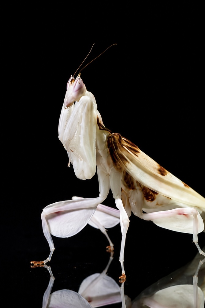 Modliszka storczykowa Hymenopus coronatus - obrazek 4