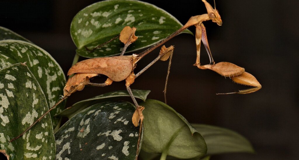 Gongylus gongylodes
