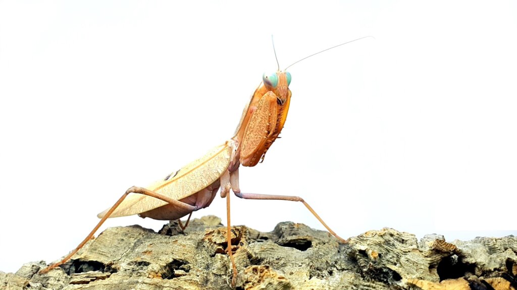 Sphodromantis lineola