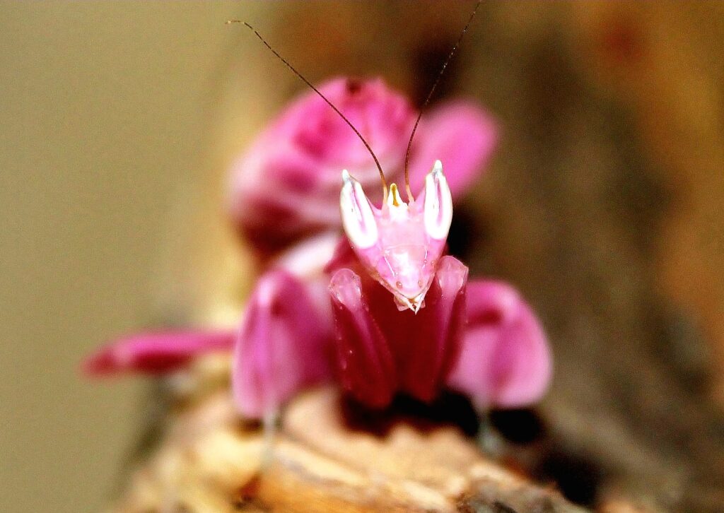 Modliszka storczykowa Hymenopus coronatus
