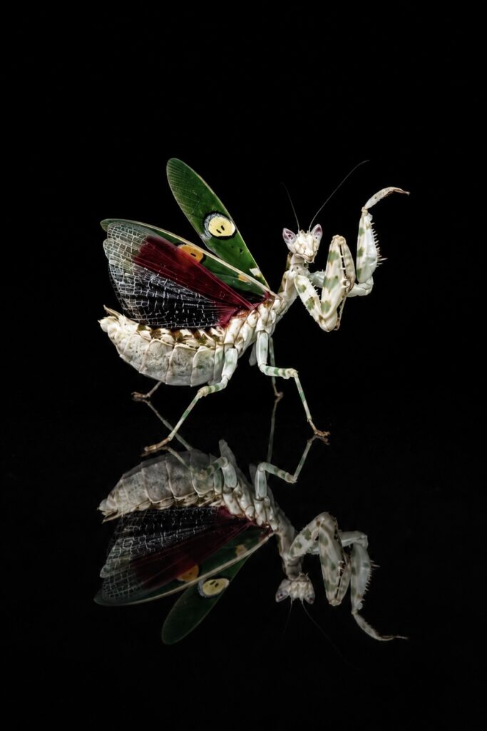 Creobroter sp. Yunnan