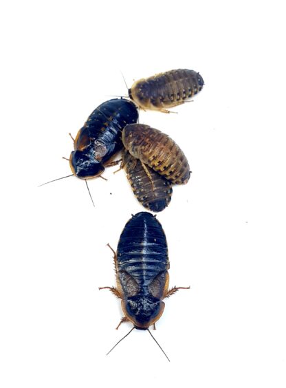 Karaczan argentyński - Blaptica dubia