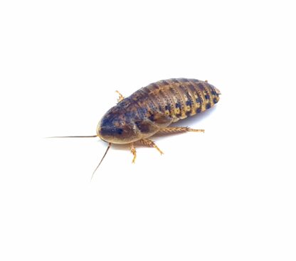 Karaczan argentyński - Blaptica dubia