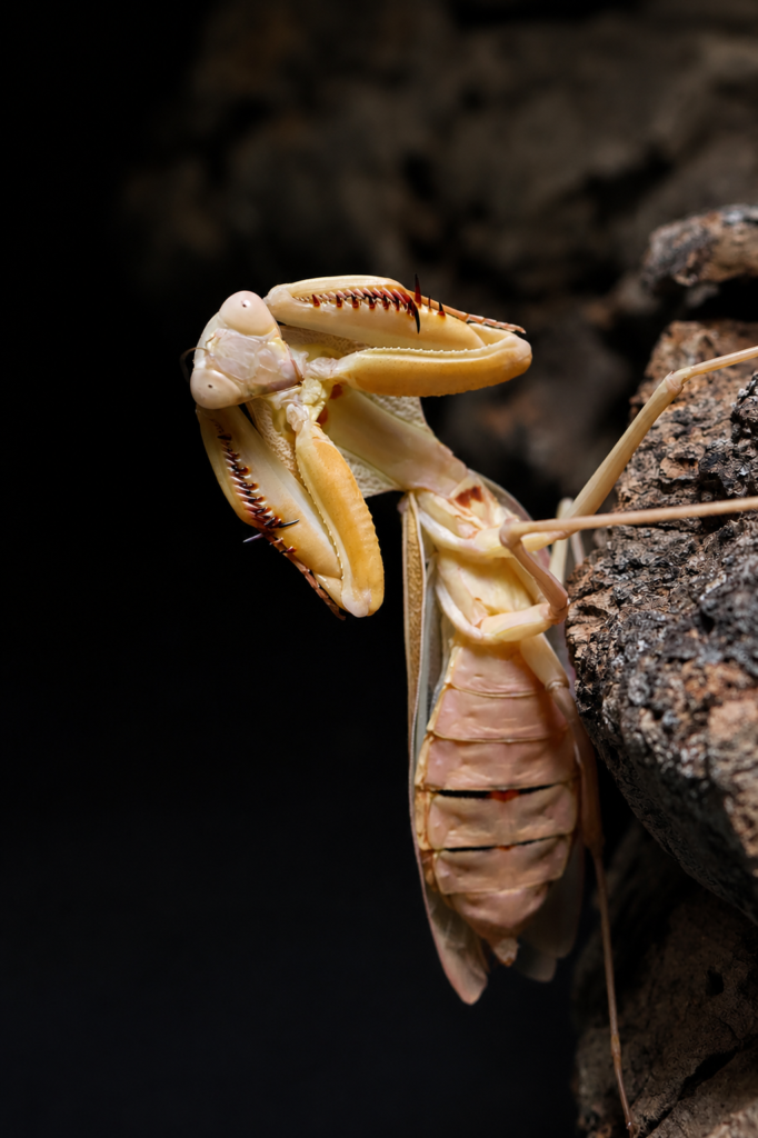 Rhombodera kirbyi