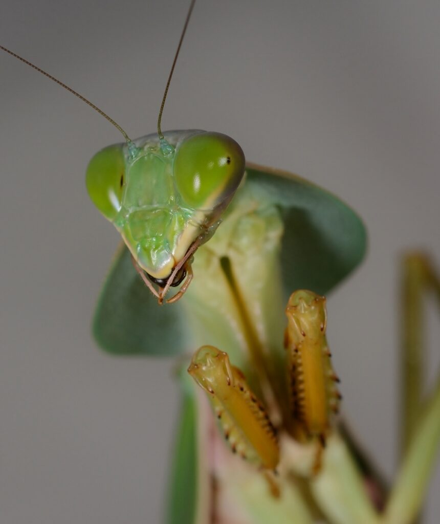 Rhombodera valida