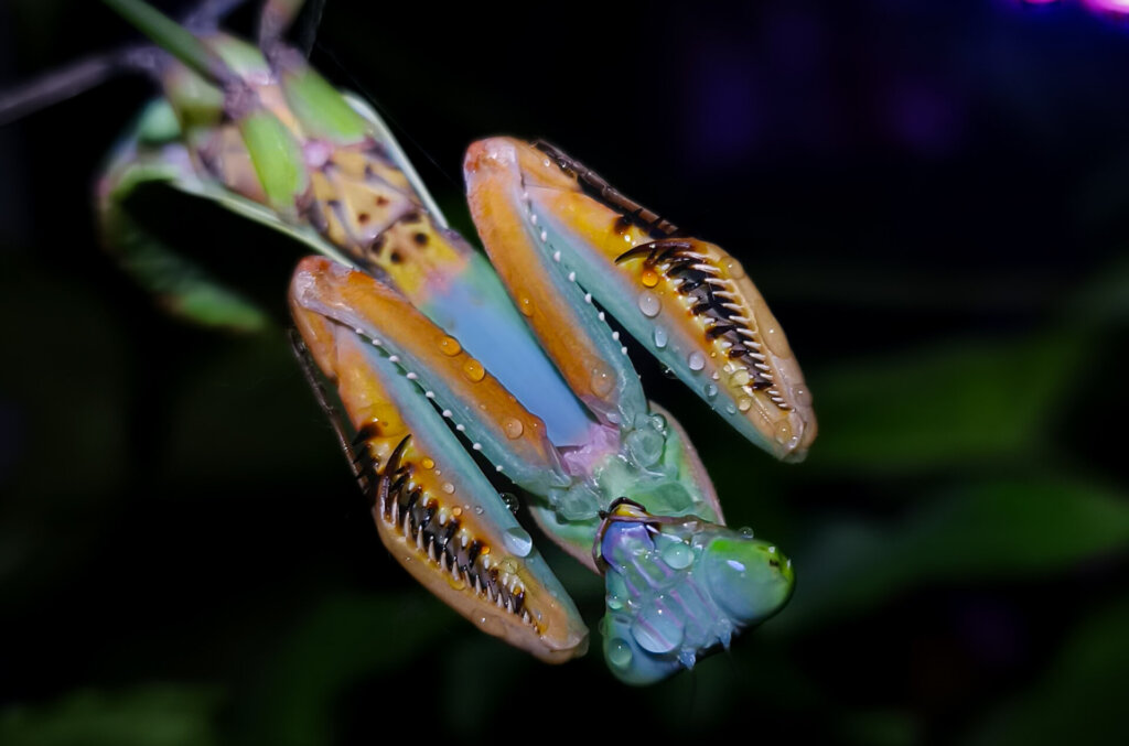 Modliszka Hierodula sp. Papua