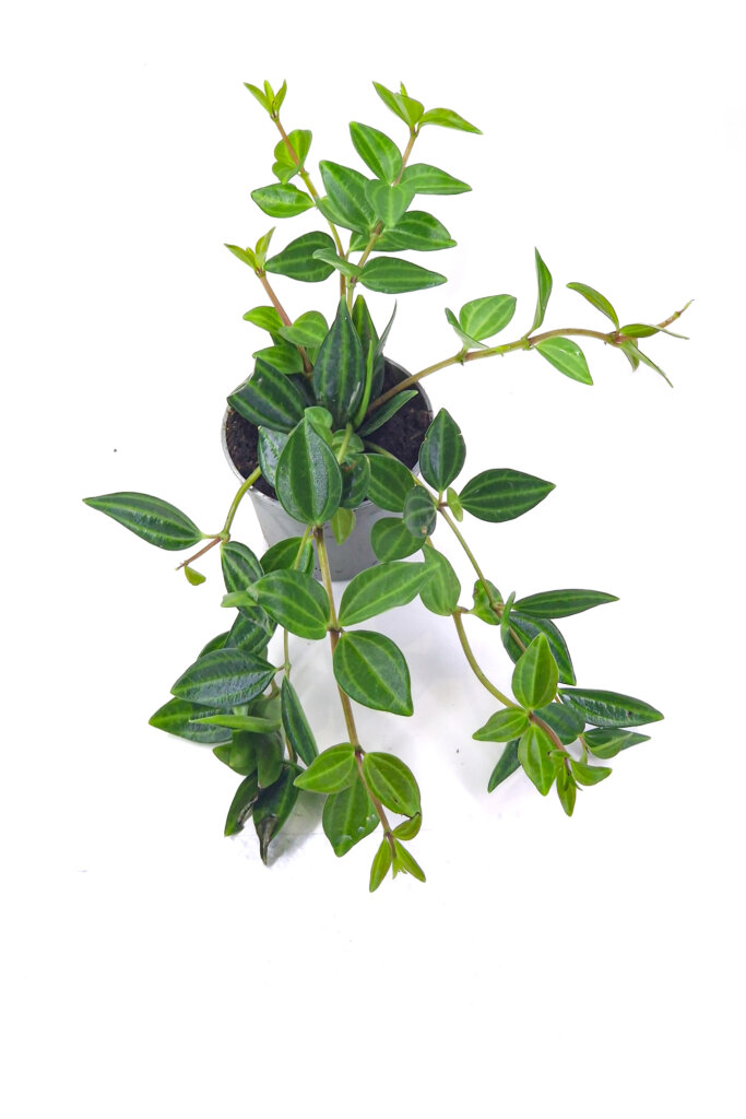 peperomia rotundifolia stripe