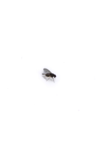 Muszka owocówka - Drosophila hydei