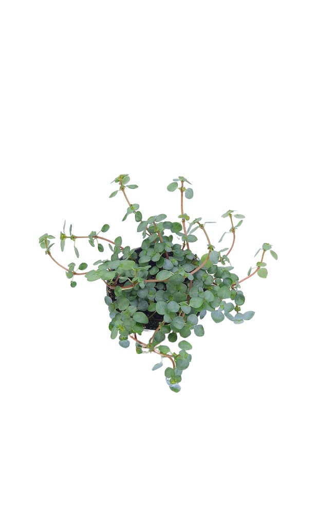 Pilea glauca