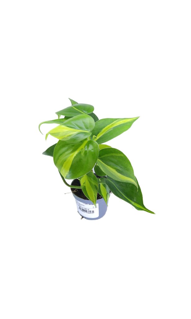 Philodendron scandens 'Brasil'