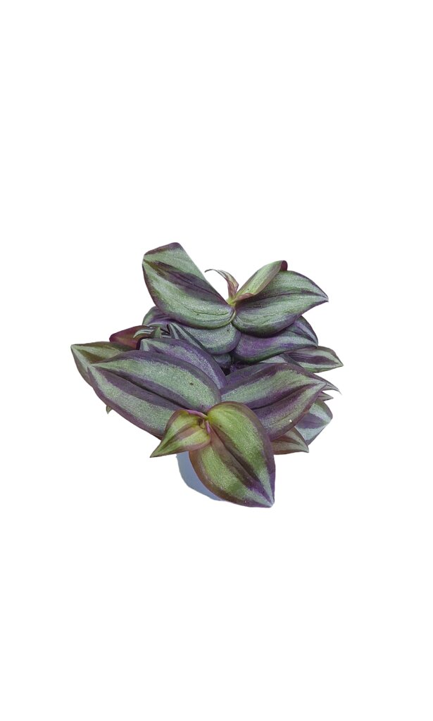 Tradescantia albiflora 'Pink Joy'