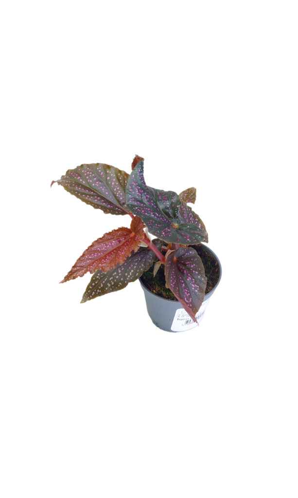 Begonia maculata ‘Pink Spot’