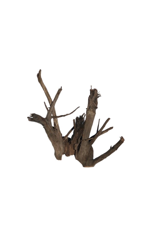 Korzeń Buddha Root