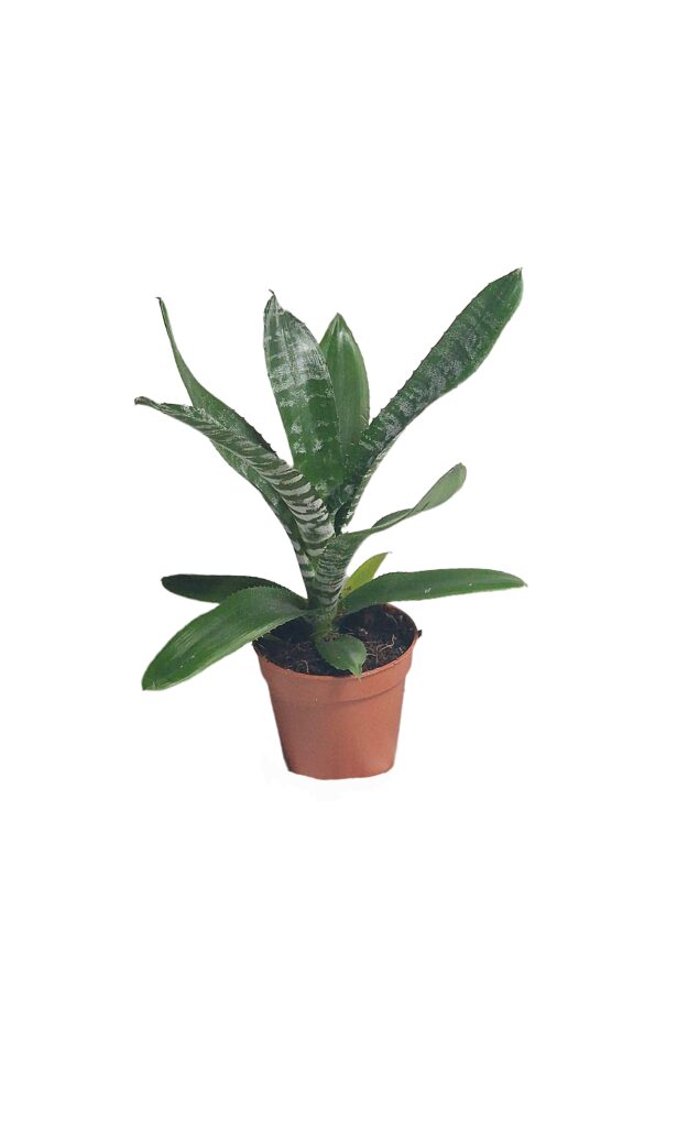 Aechmea ‘Rebecca’