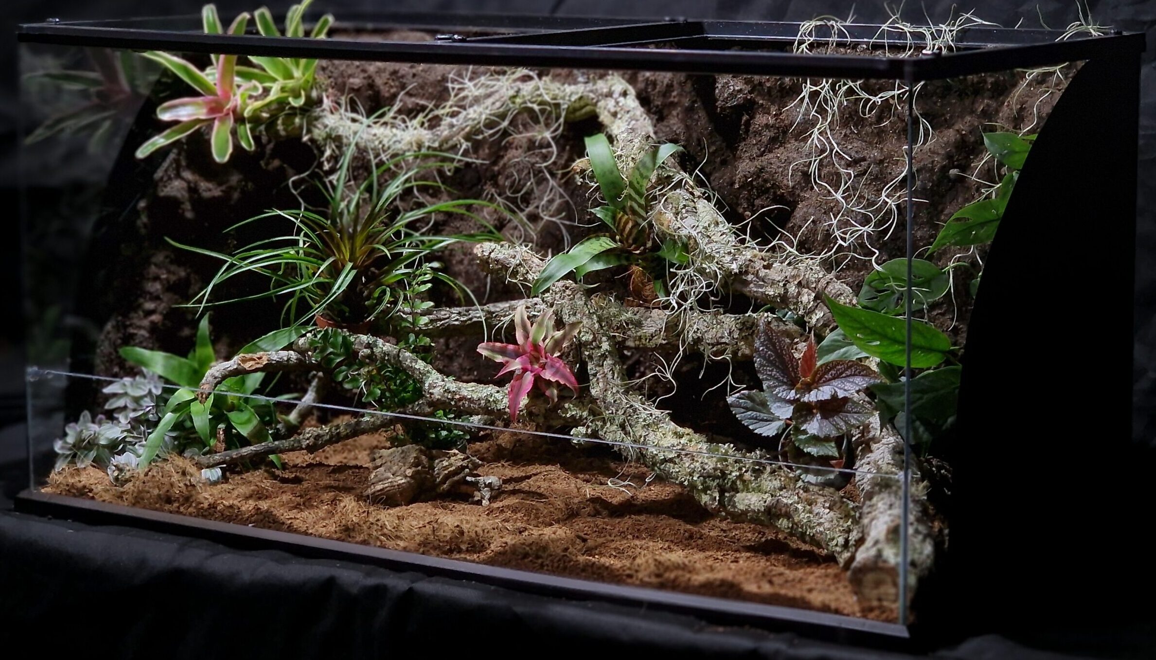 Pierwsze terrarium: 5 błędów, których unikniesz kupując zestaw startowy