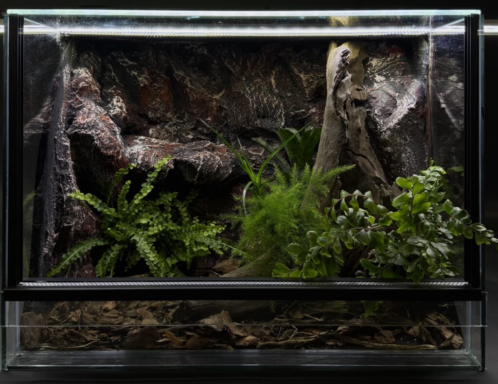 Małe terrarium tropikalne