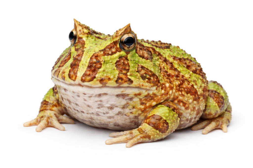 żaba rogata