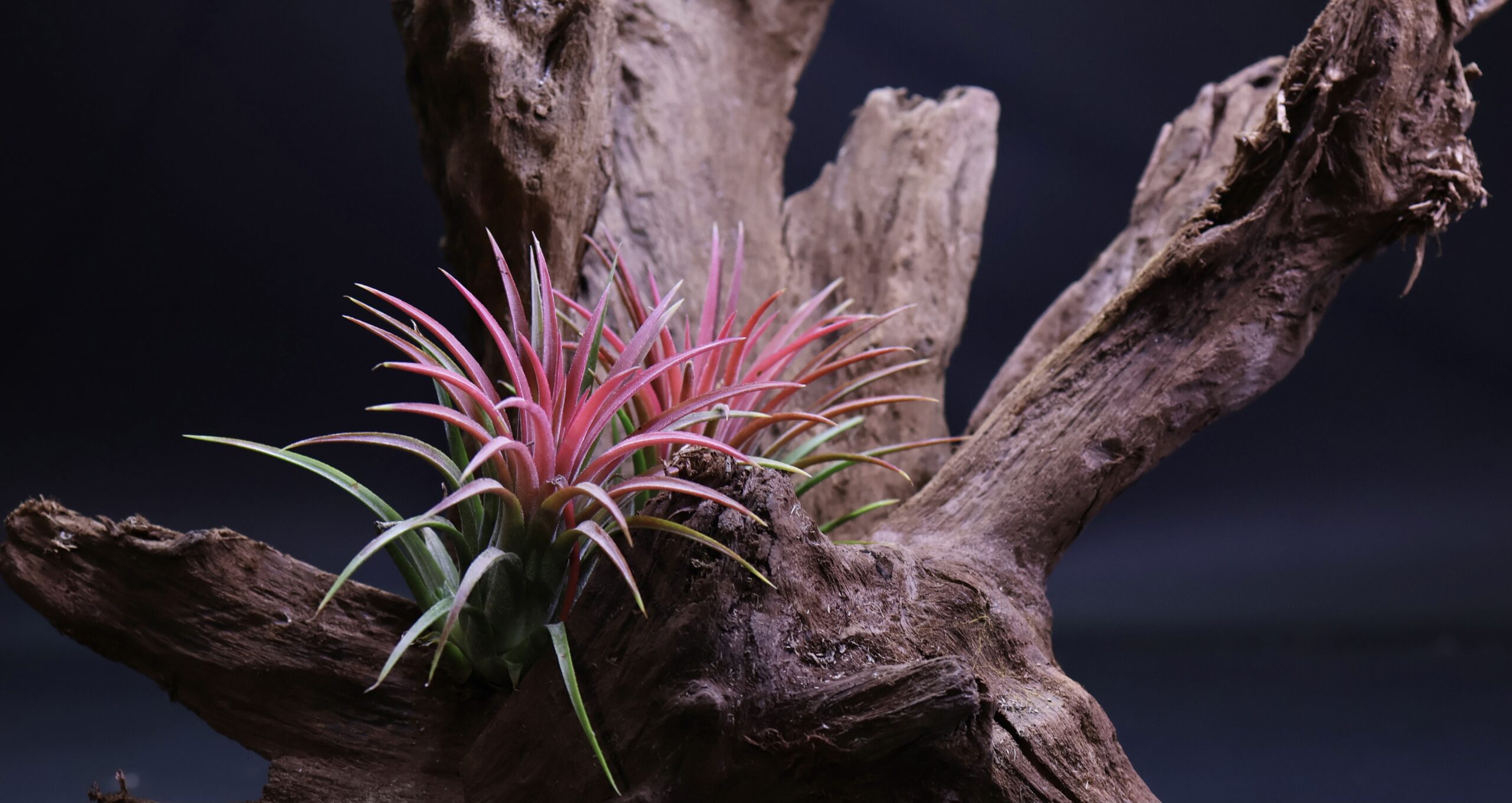 Rośliny dla gekona orzęsionego: Jak stworzyć bezpieczną i naturalną dżunglę?