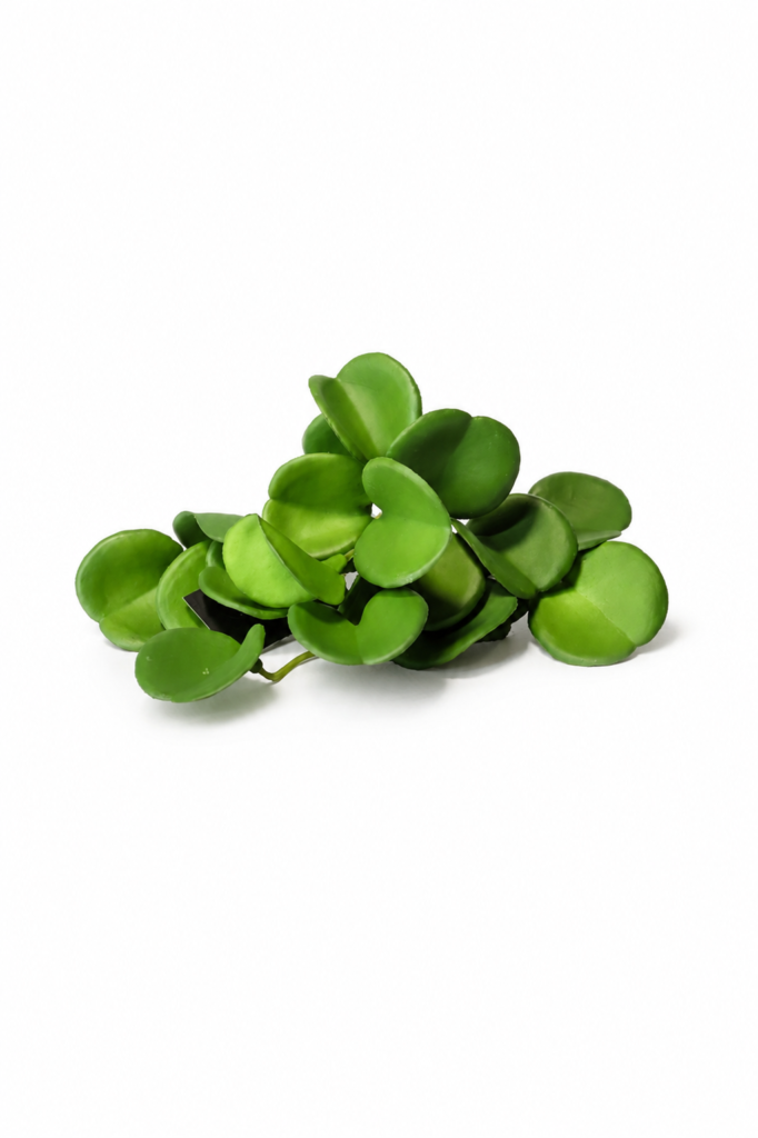 Sztuczna peperomia